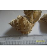 Ocean Nautical aquarium/craft sea shell Bursa Spinosa 1 to 2 inch lot of 4 - £2.99 GBP