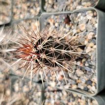 Cacti Stenocereus machaerocereus eruca cactus Succulent real live plant - $87.78