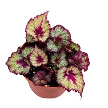 Harmony&#39;s Very Berry Begonia Rex 6 inch Pink Heart Spiral White Splashy Pink Ban - £25.10 GBP