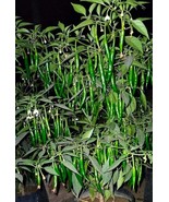 Guntur Sannam HOT Chilli Pepper HEIRLOOM 30+ seeds 100% Organic Grown in... - £3.95 GBP