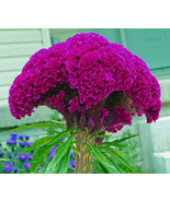 Huge Hot Purple Brain Head Celosia 3-4 Ft Tall 50 Seeds Fresh Garden Usa... - $10.80