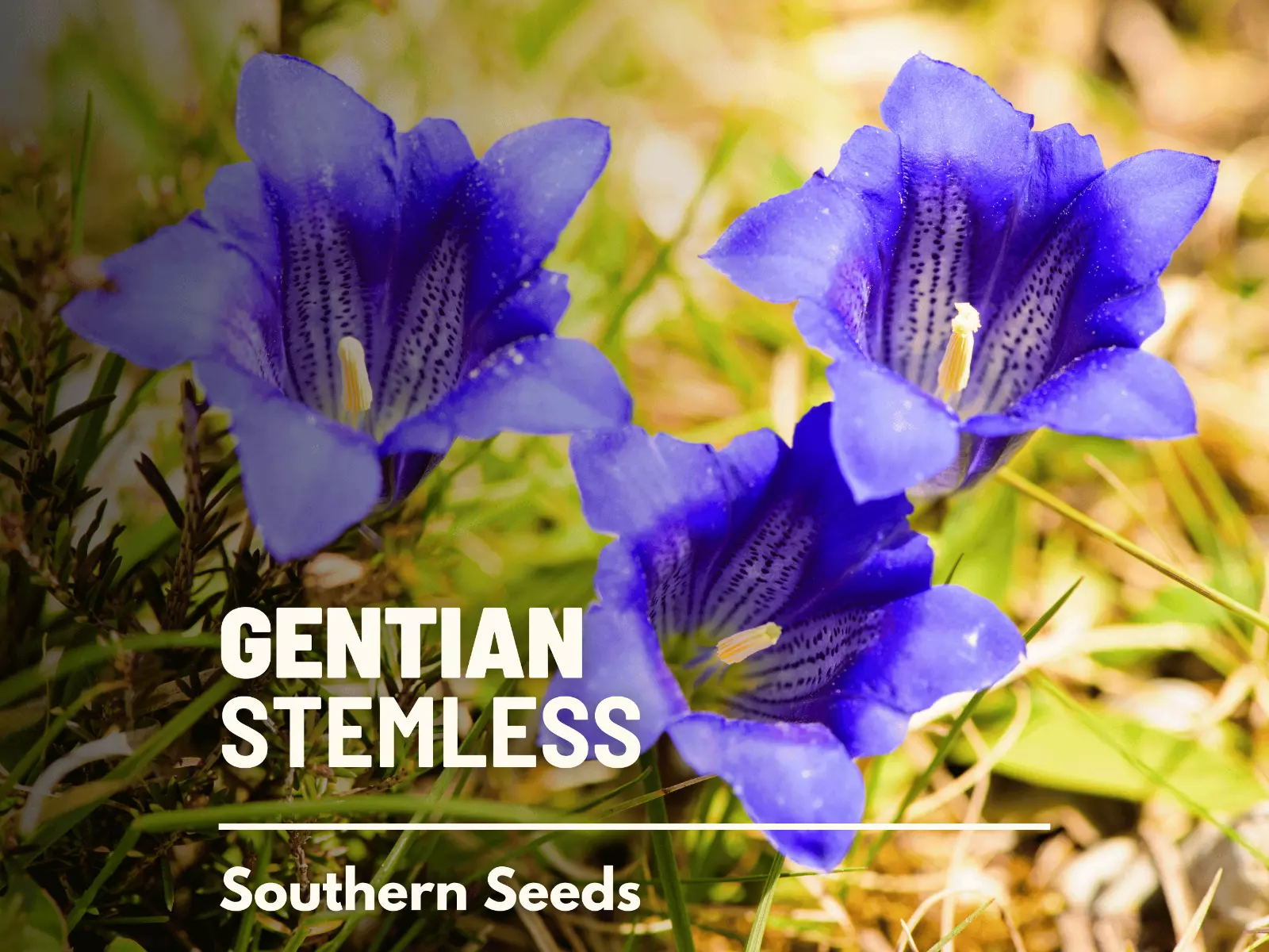 Best Gentian Stemless 50 Seeds - Detoxifying Flower (Gentiana Acaulis) - £6.17 GBP