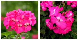 30 Seeds Geranium Seeds - Horizon Neon Rose Seeds Garden Seeds - £19.60 GBP