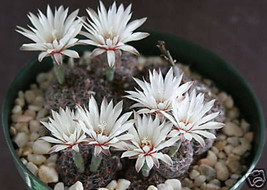 Gymnocalycium mesopotamicum, exotic fowering flower rare cactus cacti 50 SEEDS - £7.16 GBP