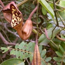 FROM US 20 Seeds Aristolochia Maxima Florida Dutchman Pipevine GV18 - £32.11 GBP