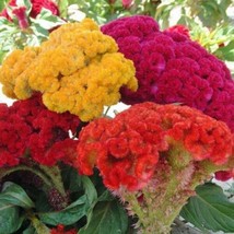 Fresh Flower Chief Mix Celosia 50 Seeds - $8.74