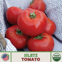 US Seller 10 Siletz Tomato Seeds, Organic, Open-Pollinated, Non-Gmo - £8.88 GBP