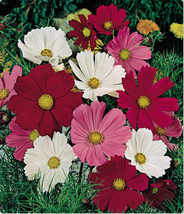 HGBO 35 Seeds Cosmos Sensation Mix Flower Seeds Long Lasting Annual Drought Tole - £6.65 GBP