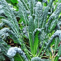 Seeds 500 Lacinato Kale Black Tuscan Dinosaur Kale Vegetable NONGMO - £8.33 GBP