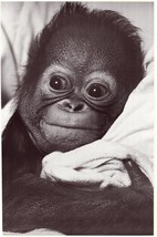 Snuggles The Monkey ~ By John Doidge 23x35 Nature Poster Super Cute NEW/ROLLED! - £6.72 GBP