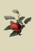 Devonshire Quarenden or Sack Apple by William Hooker - Art Print - £17.63 GBP+