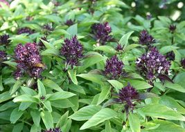 SG 200 Of Licorise Basil Seeds Collection - NON-GMO Varieties Heirloom - £2.94 GBP