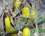 Sale 10 Seeds Wooly Bear Gourd Cucumis Dipsaceus Fuzzy Green Ornamental USA - $9.90