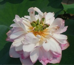 1 seeds Heirloom White Pink Double Wrinkled Nelumbo Nucifera Lotus Flower Seeds - £7.32 GBP