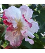 Double confederate Rose 5 + Cuttibgs - $22.50