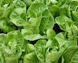 Little Gem Lettuce Seeds 500 Butterhead Green Salad Garden Fast Shipping - $8.99