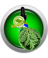Cedar Leaf (Thuja occidentalis) Essential Oil - €4,27 EUR+