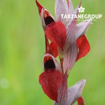 SERAPIAS CORDIGERA &quot;HEART FLOWERED SERAPIA&quot; EUROPEAN TERRESTRIAL ORCHID ... - $27.00