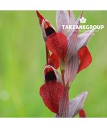 SERAPIAS CORDIGERA &quot;HEART FLOWERED SERAPIA&quot; EUROPEAN TERRESTRIAL ORCHID ... - €23,20 EUR