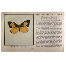 The Dog Face Butterfly 1934 Butterflies Of America Antique Insect Art PC... - $28.01 CAD