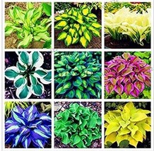 Royalty Hosta: Premium Choice for Garden Lovers - $4.49