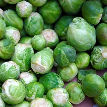 Long Island Improved Brussel Sprout Brassica Oleracea Micro Green Favorite Fast  - £7.63 GBP