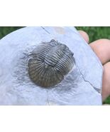 Nice Scabriscutellum Trilobite Fossil Devonian Trilobite From Morocco  - $98.01