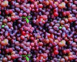Cotton Grapes Fresh Fruit Produce Food Vines Fabric Print by the Yard D5... - $10.95