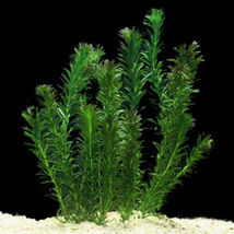 9x Live Aquarium Pond Plants Anacharis Bunch Elodea Egeria Densa Aquatic - £78.34 GBP