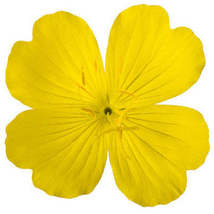 Evening primrose seed oil  98015.1687521597.386.513 thumb200
