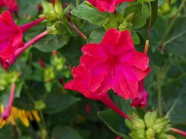 Four O&#39;Clock Seeds - Mirabilis jalapa - Fragrant, Evening Blooms, Easy to Grow! - £2.56 GBP+