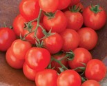 50 Sweetie Tomato Seeds Fast Shipping - $8.99