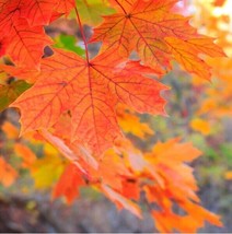 Fast Growing Tree Seeds: Sugar Maple (Acer Saccharum) | Size: 10-100 | Native - £1.95 GBP+