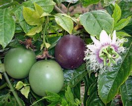 Live Plant Purple Possum Passion Fruit - Live Plant - Passiflora edulis - £40.28 GBP