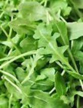 Organic Roquette Arugula Seeds Salad Rocket Garden Rocket Salad green 500+ Seeds - £6.36 GBP