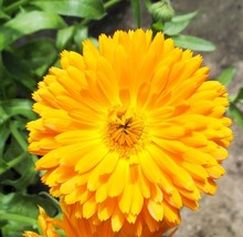 English Marigold Flower 250 Pure Seeds Calendula Officinalis - £4.71 GBP