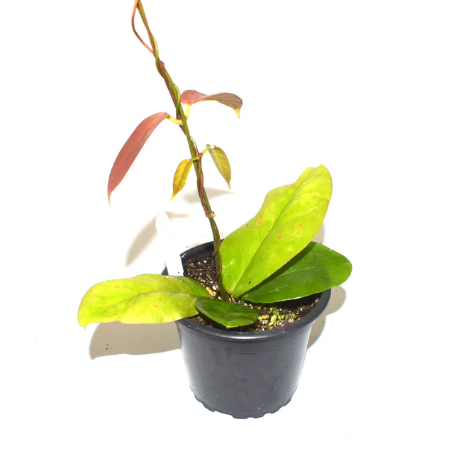 SYST Hoya Kenejiana Red Corona 3.5 inch Fast Shipping  - $123.09 CAD