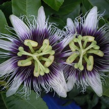 Purple Passion Fruit Passiflora Edulis Organic Pre-Stratified Edible Exotic Bloo - $9.98