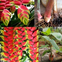 Red Heliconia Rostrata Flower Tropical Hanging Lobster Claw Live Plant Rhizome - £15.81 GBP+