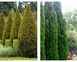 3 Plants Spartan Juniper Live Trees Juniperus Chinensis Evergreen Screening - £55.79 GBP