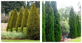 3 Plants Spartan Juniper Live Trees Juniperus Chinensis Evergreen Screening - £56.87 GBP