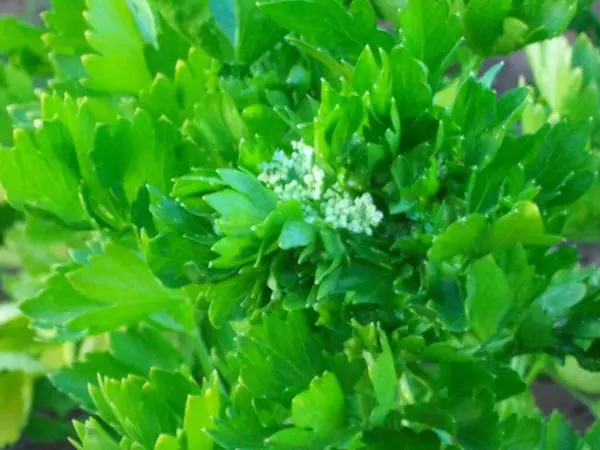 2000 Cutting Leaf Celery Apium Graveolens European Chinese Herb Seeds Fresh - £7.99 GBP