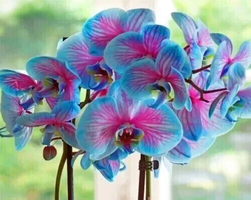 Blue &amp; Pink Orchids Flowers Garden 25 Seeds - £8.20 GBP