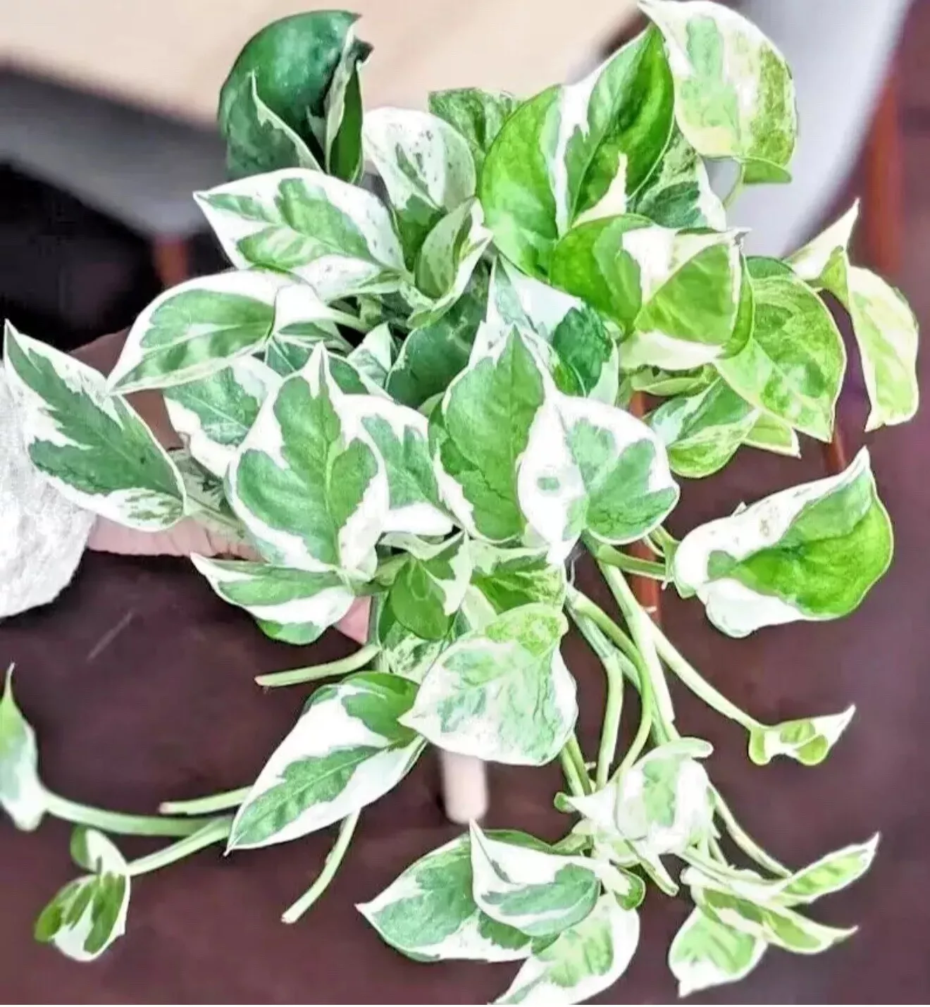 Pothos Pearls and Jade - 3 Cuttings - Devil’s Ivy Indoor House Plant Var... - $29.99
