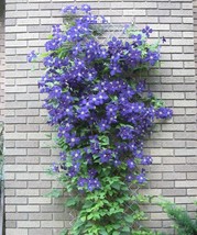 100 Blue Clematis Flower Seeds for Garden - $12.00