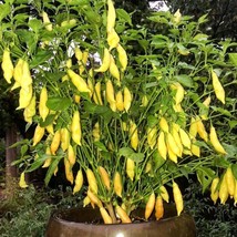 Sugar Rush Peach Hot Pepper Seeds (5 Count) - Rare &amp; Exotic Heirloom, Perfect fo - £5.59 GBP