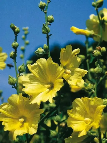 Hollyhock Russian Yellow 50 Seeds Fast Fresh Garden - £9.43 GBP