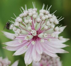 50 SEEDS Astrantia Major The Great Masterwort Seed Single - £12.64 GBP