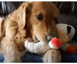 Lamb Classic TV Puppet Character Dog Toy Soft Plush Squeaker Choose Size... - $246.60 MXN+