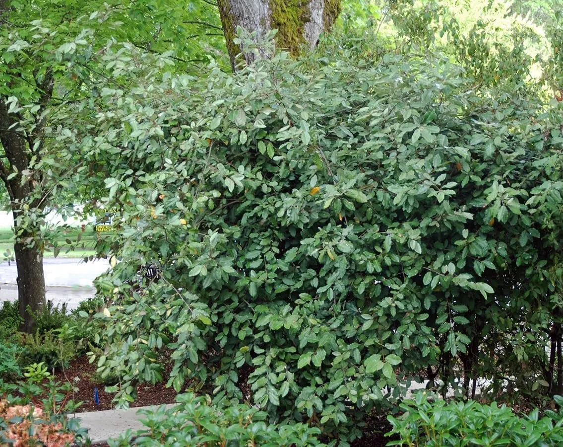 Elaeagnus Pungens Live Plants Thorny Olive Hardy Shrub with - $40.77